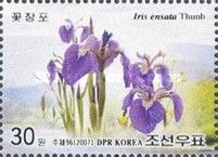 Japan-iris (Iris ensata)