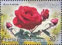 Rose (Rosa hybr.)