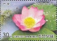Indian Lotus (Nelumbo nucifera)