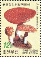 Fly agaric mushroom (amanita muscaria)