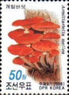 Honey fungus (Armillaria mellea)