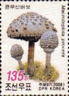 Parasol mushroom (Macrolepiota procera)