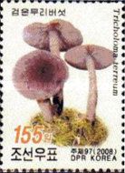 Grey knight (Tricholoma terreum)
