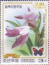 Crinum bracteatum