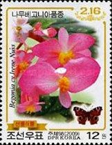 Begonia - Irene Nuss