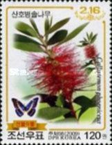 Callistemon phoeniceus