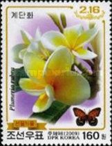 Plumeria alba