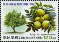 Heart fruit-Walnut (Juglans cordiformis)