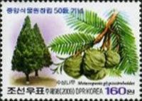 Redwood (Metasequoia glyptostroboides)