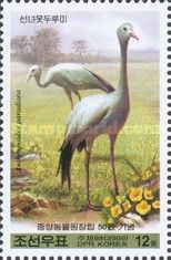 Blue crane (Anthropoides paradisea)