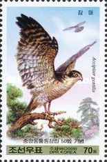Goshawk (Accipiter gentilis)