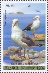 European Herring Gull (Larus argentatus)