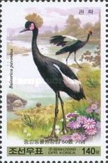 Black crowned crane (Balearica pavonina)