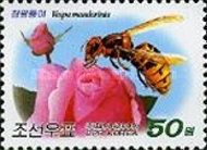 Asian giant hornet (Vespa mandarinia) - Rose