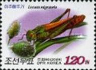 Migratory locust (Locusta migratoria) - Grass