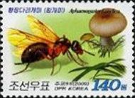 Ant (Aphaenogaster famelica) - Mushroom