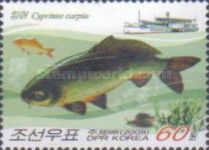 Carp (Cyprinus carpio)
