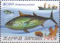 Skipjack Tuna (Katsuwonus pelamis)