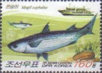 Flathead Grey Mullet (Mugil cephalus)