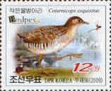 Swinhoe's Rail (Coturnicops exquisitus)