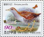 Baillon's Crake (Porzana pusilla)