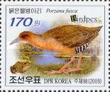 Ruddy-breasted Crake (Porzana fusca)