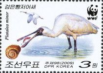Black-faced Spoonbill (Platalea minor)