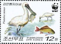 Black-faced Spoonbill (Platalea minor)