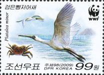 Black-faced Spoonbill (Platalea minor)