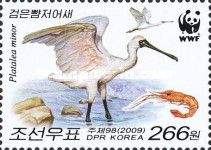 Black-faced Spoonbill (Platalea minor)