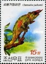 Jackson's horned chameleon (Chamaeleo jacksonii)