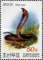 Cobra (Naja naja)