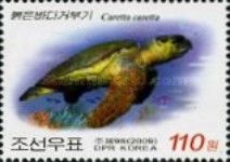 Loggerhead Sea Turtle (Caretta caretta)