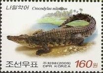 Nile crocodile (Crocodylus niloticus)