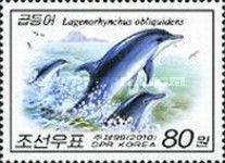 Pacific White-sided Dolphin (Lagenorhynchus obliquidens)