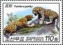 Leopard (Panthera pardus)