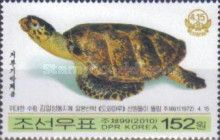 Stuffed Sea Turtle