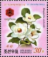 Magnolia sieboldii