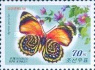 White-spotted Agrias (Agrias pericles)