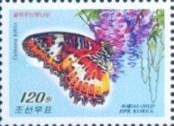 Red Lacewing (Cethosia biblis)
