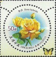 Rosa hybrida (yellow)