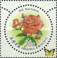Rosa hybrida (red)