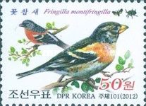Brambling (Fringilla montifringilla)