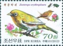 Chestnut-flanked White-eye (Zosterops erythropleura)
