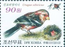 Long-tailed Rosefinch (Uragus sibiricus)