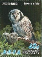 Northern hawk owl (Surnia ulula)