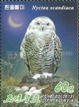 Snowy Owl (Bubo scandiacus)