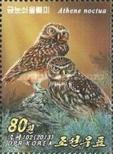 Little owl (Athene noctua)
