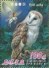 Barn Owl (Tyto alba)