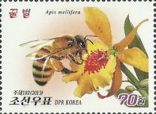 Honeybee (Apis mellifera), orchids